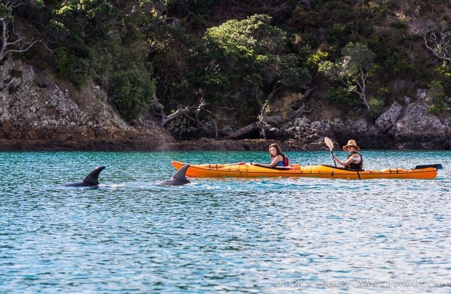 Sail on Auckland Harbour